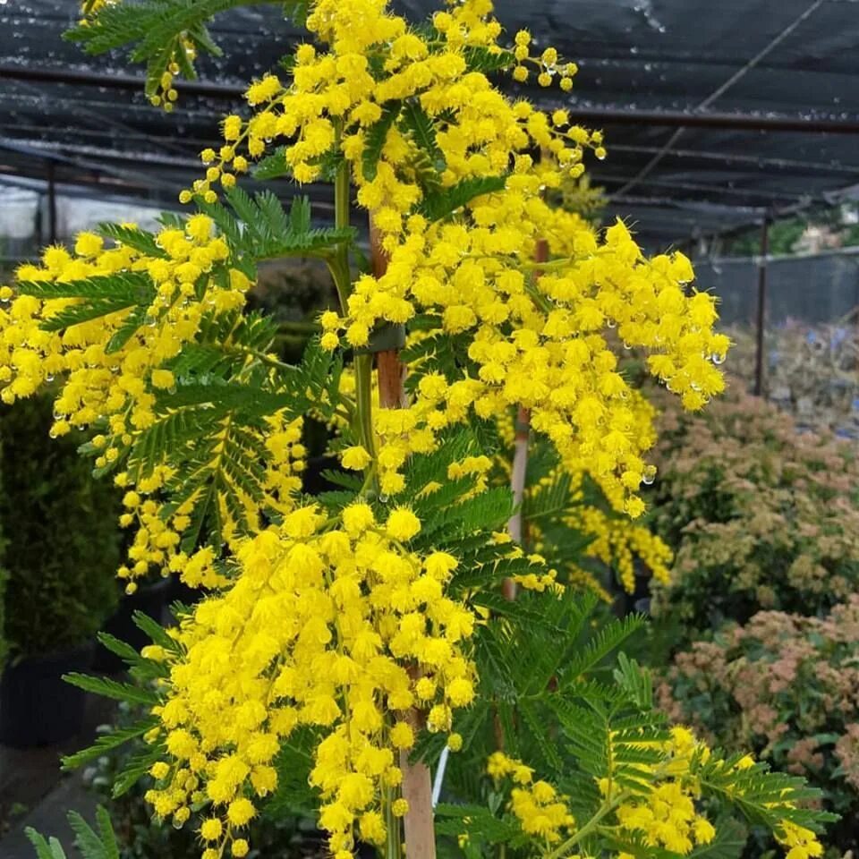 Акация dealbata. Акация серебристая Мимоза. Акация серебристая (Acacia dealbata). Акация Мимоза желтая. Почему акацию называют мимозой