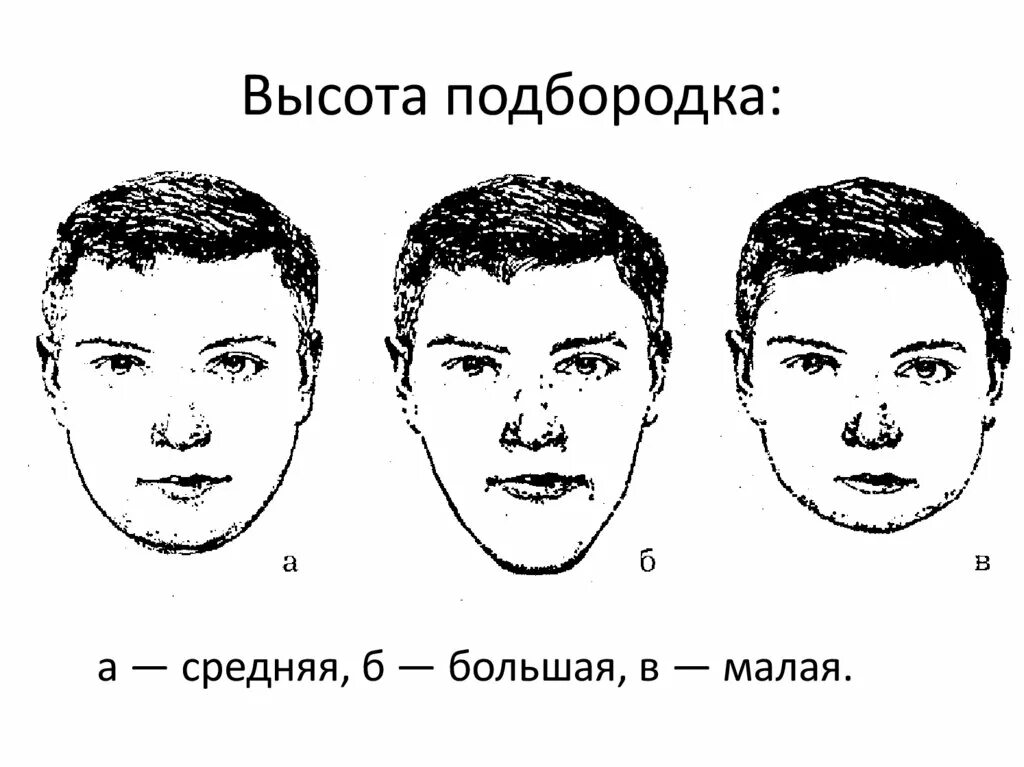 Название лбов. Подбородок криминалистика криминалистика. Высота подбородка криминалистика. Подбородок по форме криминалистика. Подбородок по высоте криминалистика.