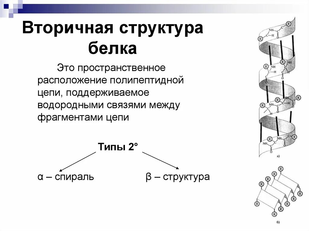 Белково водородные связи. Строение вторичной структуры белка. Водородные связи во вторичной структуре белка. Вторичная структура белка химия. Бета спираль вторичной структуры белка.