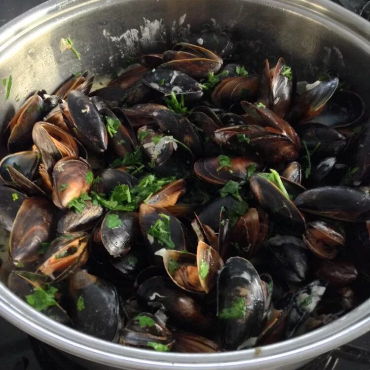 Субстраты с мидиями. Мидии бушо. Мидии баренцева моря. Вылов моллюсков. Фермы мидий на черном море.