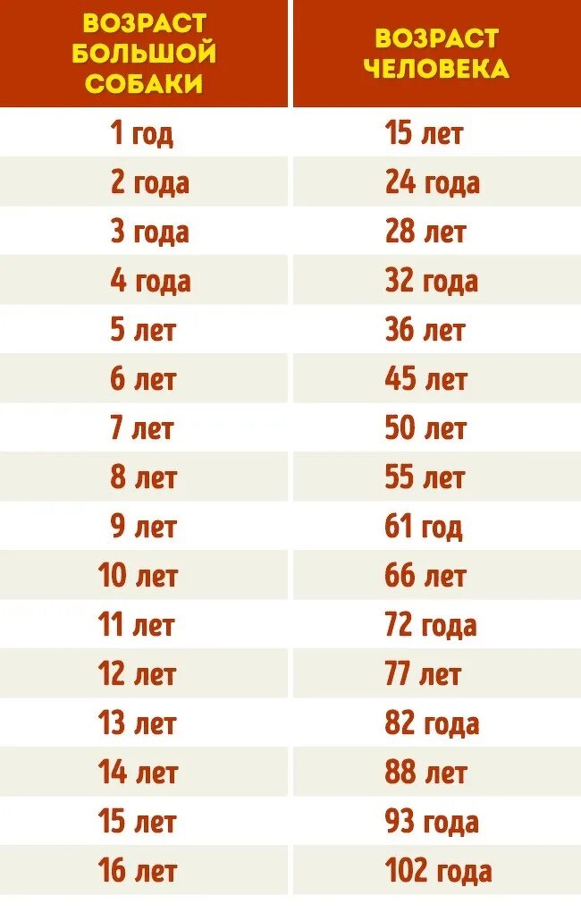 Собака по человеческому возрасту. Возраст собаки по человеческим меркам таблица. Мерки возраста собак по человеческим меркам таблица. Собаки сколько лет по человеческим меркам таблица год. Собака 13 лет Возраст по человеческим меркам таблица.