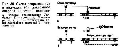 Индукция и репрессия генов