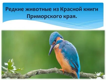 Растения и животные красной книги приморского края
