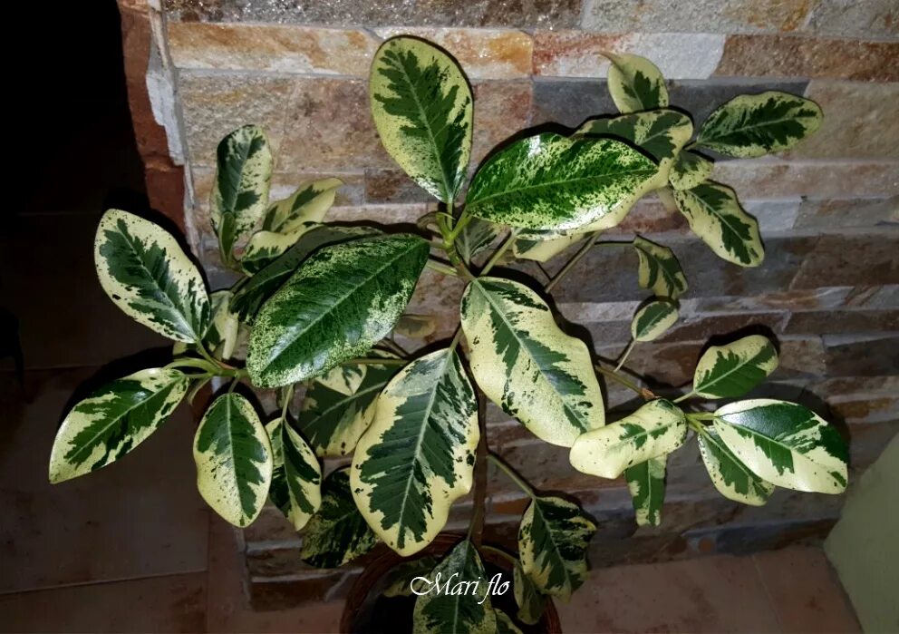 Фикус рубигиноза. Фикус rubiginosa variegata. Фикус рубигиноза вариегата. Рубигиноза вариегата. Фикус эректа вариегатная.