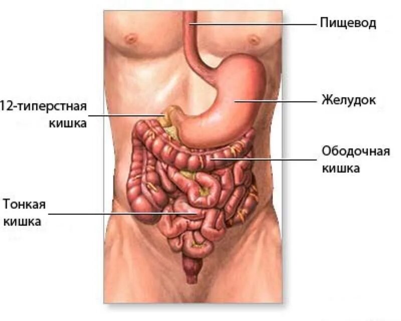 Желудок и кишечник. Желудок анатомия человека расположение. Двенадцатиперстная кишка анатомия человека расположение. Органы брюшной полости ЖКТ. Расположение желудка и кишечника.