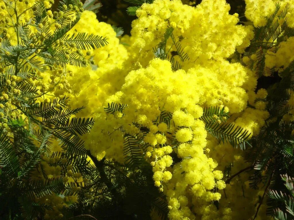 полынь и мимоза. мемозы. мемозы. акация мимоза желтая. мимоза цветет.