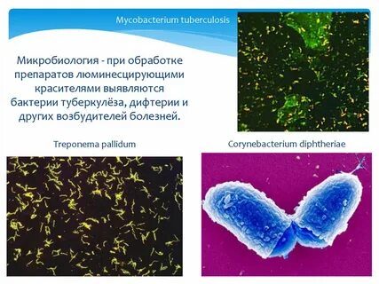 Микобактерия туберкулеза микробиология