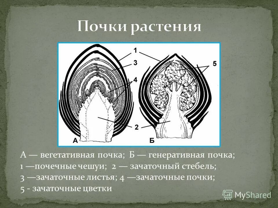 Находится в зачаточном состоянии