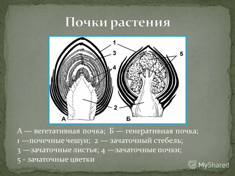 Зачаточные генеративные почки