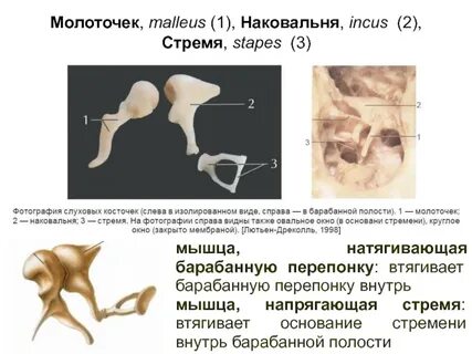 Мышца напрягающая барабанную перепонку