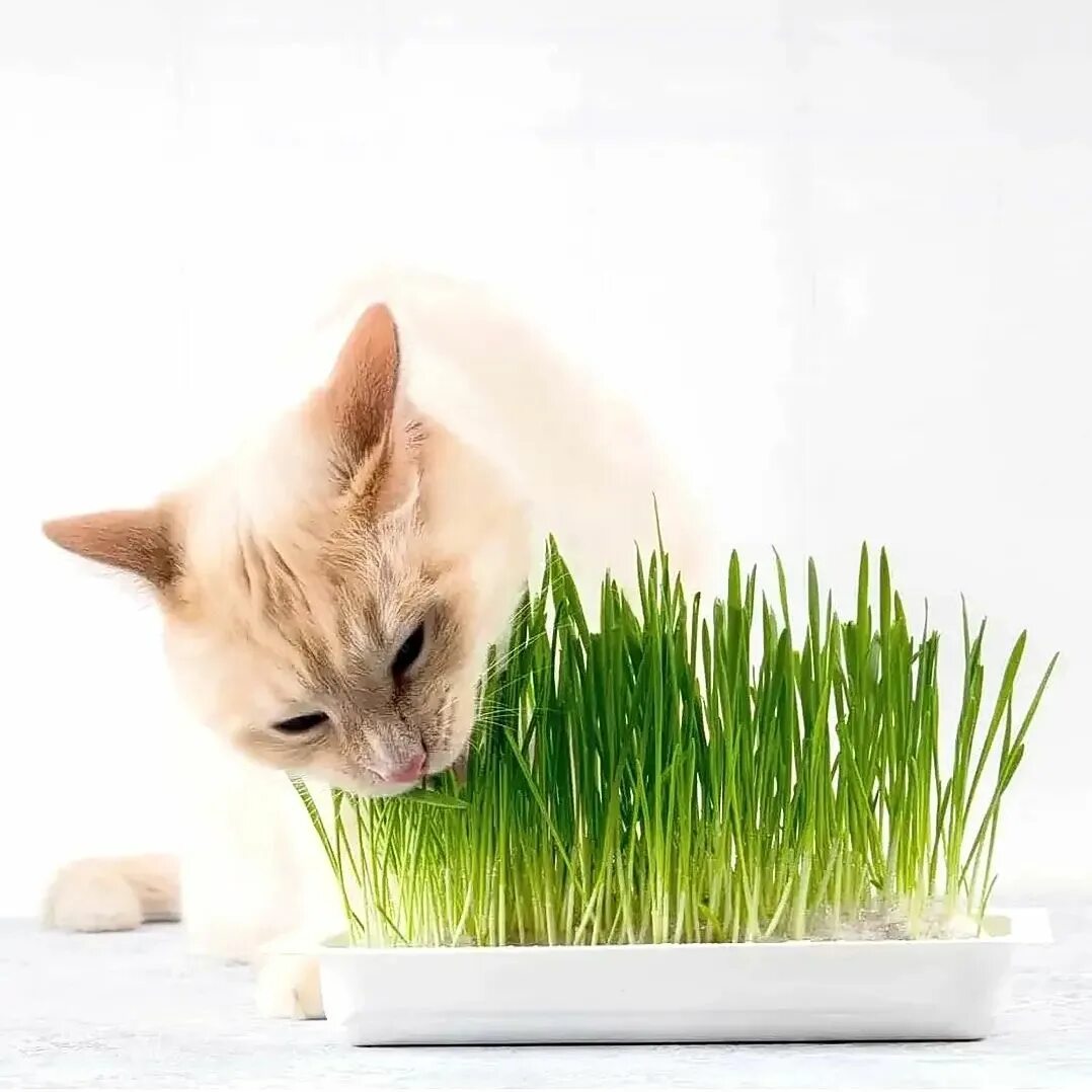 Какую зелень любят кошки. Какую траву любят кошки. Какие растения любят кошки. Травка для котиков. Какую траву давать коту.
