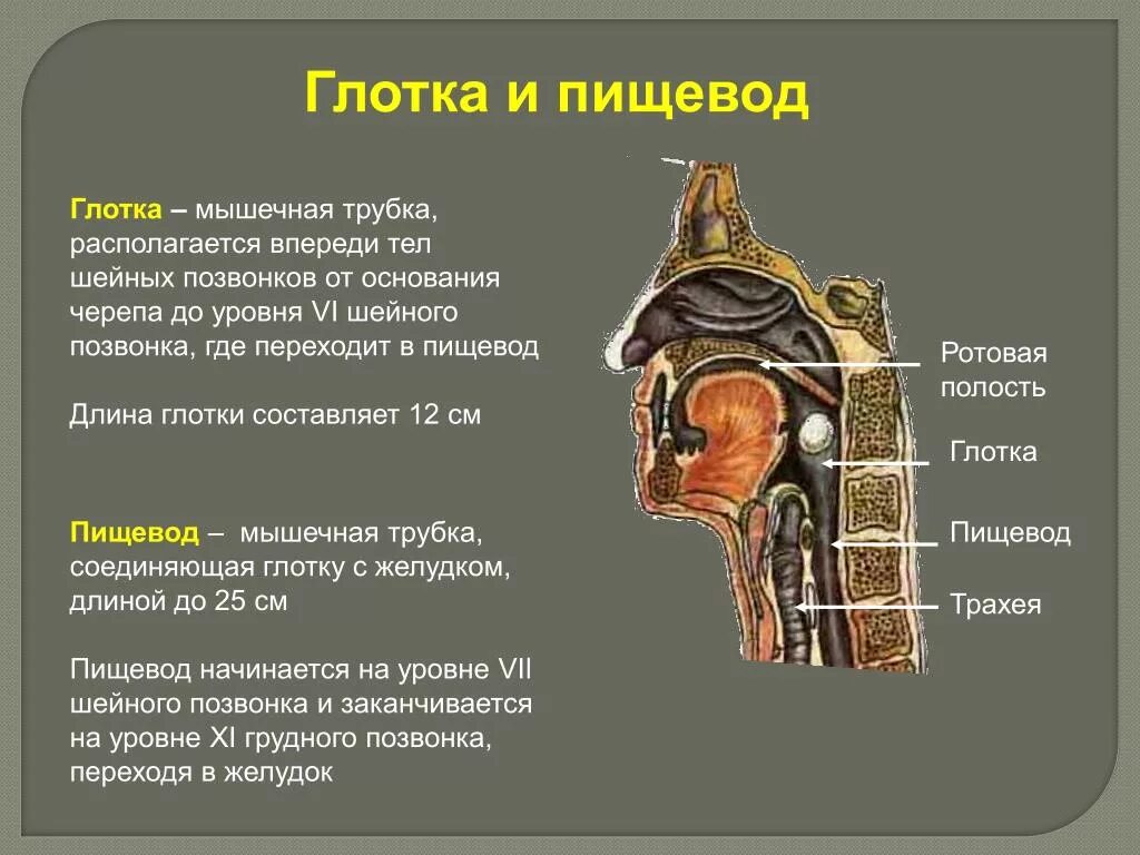 Схема гортани и глотки