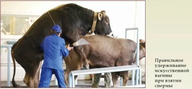 Что у коровы впереди у быка позади. Осеменение Быков коров. Семя для искусственного осеменения коров. Искусственное оплодотворение коров.