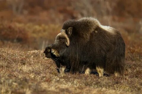 Заповедник врангеля животные