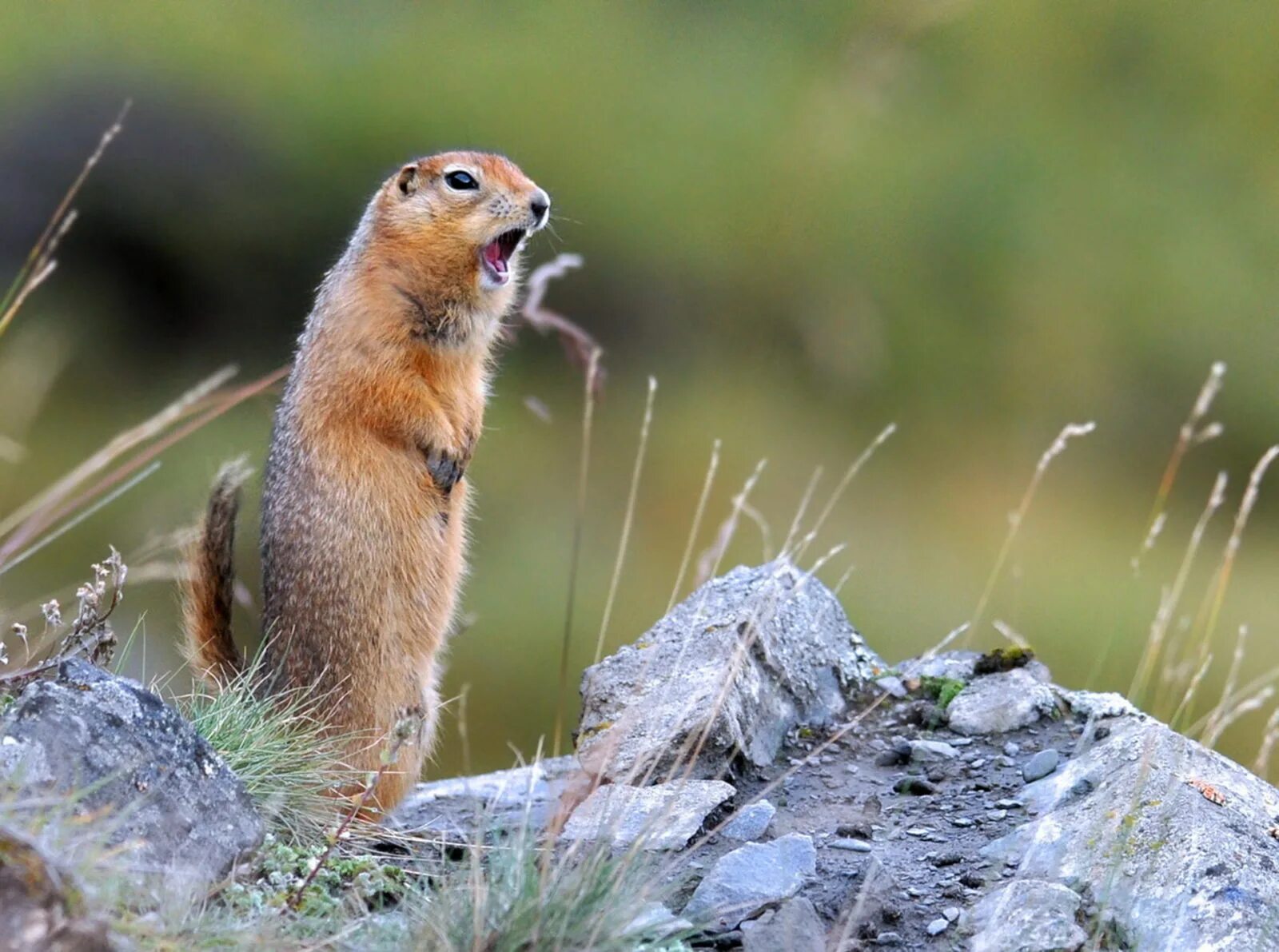 крымский степной суслик. суслик. тонкопалый суслик. даурский суслик. сурок полевой.