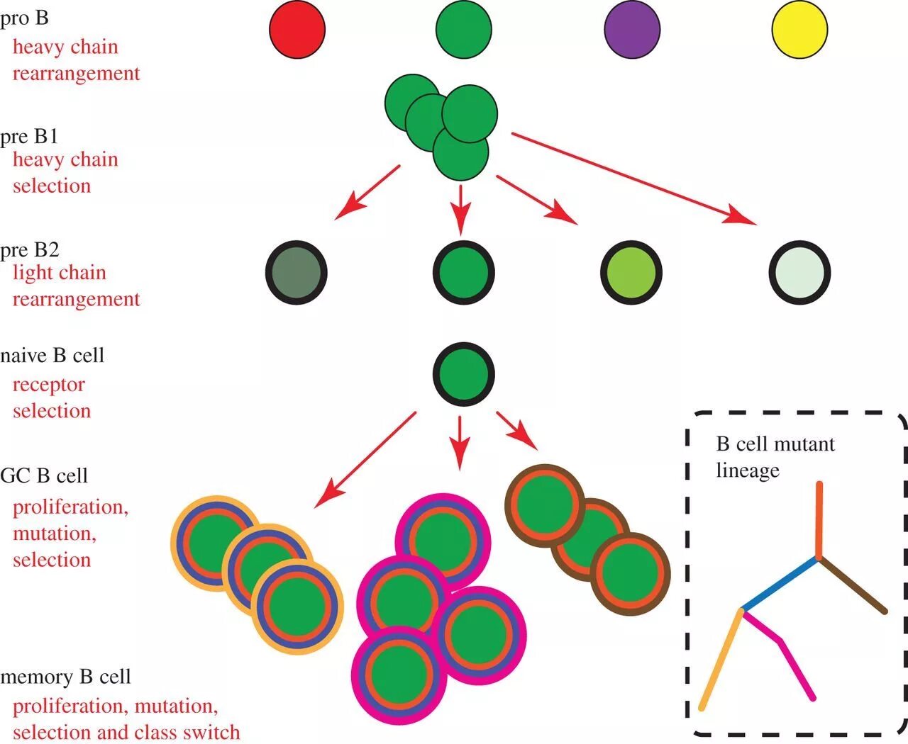 Cell analysis. B cell selection. selection of cells. b cell repertoire. b cell repertoire datasets.