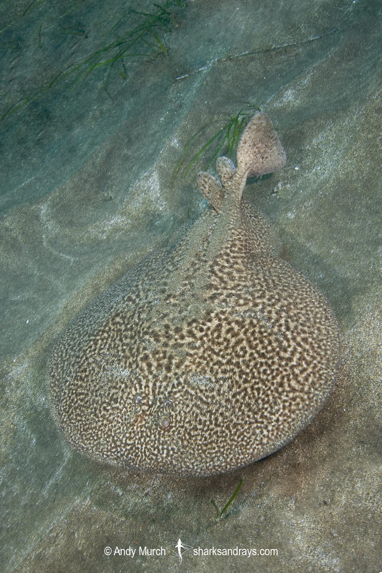 Скат электрический Torpedo. Мраморный Скат. Torpedo Marmorata. Мраморный электрический Скат.