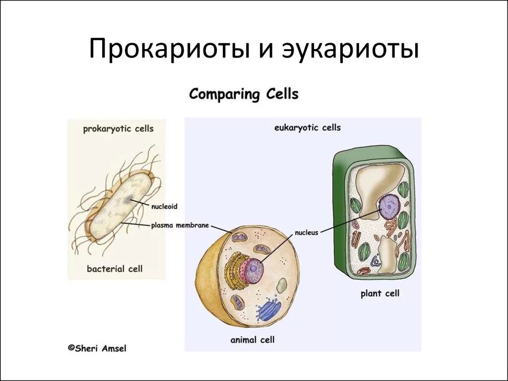 Прокариоты рисунок