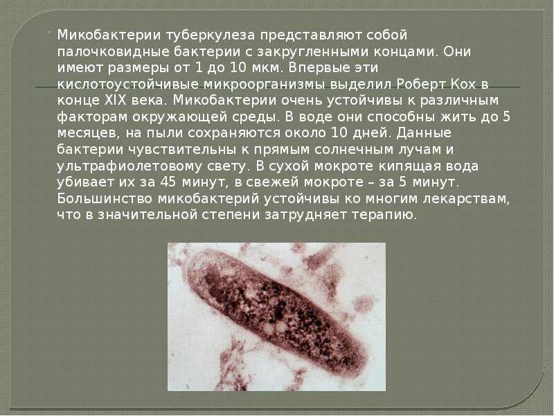 Палочка коха паразит или нет. Микобактерия туберкулеза палочка коха. микобактерия палочки коха. палочка коха возбудитель туберкулеза.