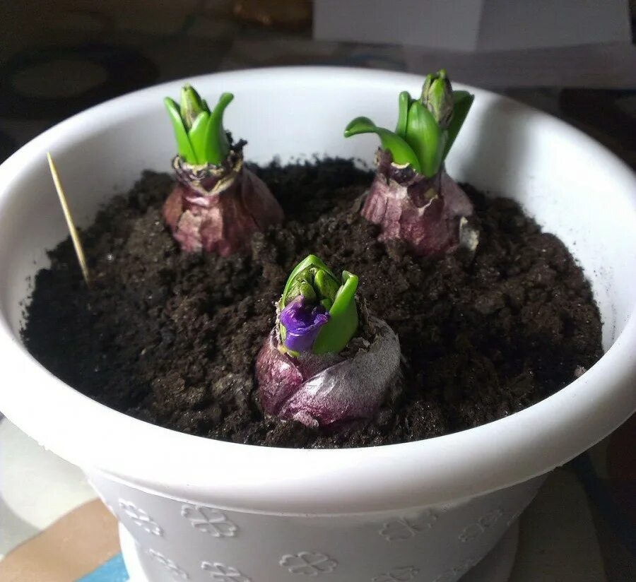 Матушка земля фиалка герань. Земля для гиацинта. Гиацинт всходы. Земля-матушка фиалка-герань 3л. Земля матушка фиалка 3л.