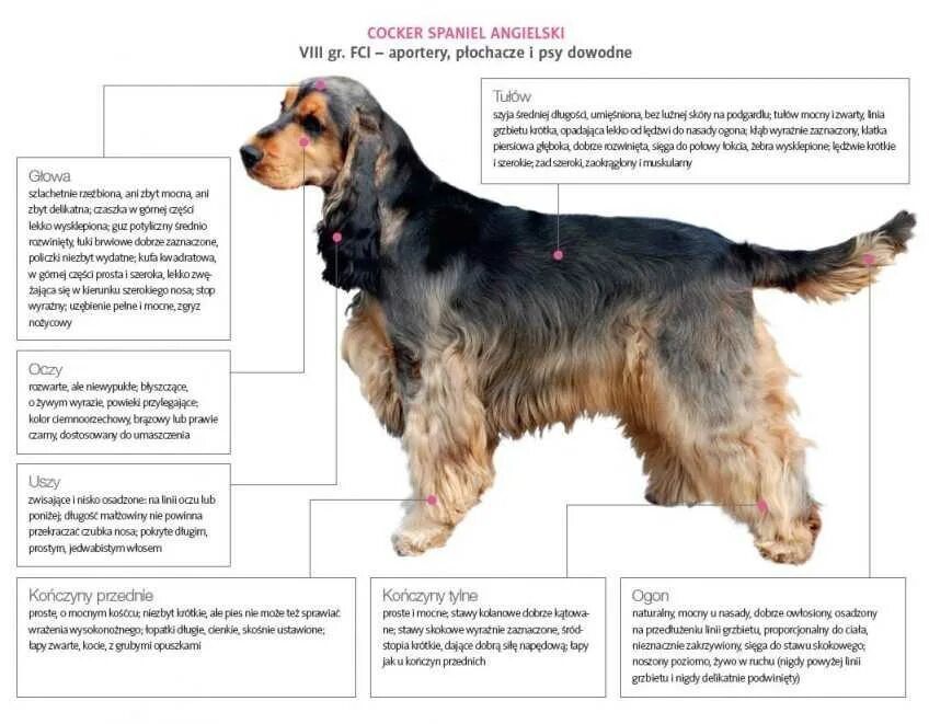 Размер щенка кокер спаниеля по месяцам. Окрасы английского кокер спаниеля таблица. Английский кокер спаниель рост по месяцам таблица. Размер щенка кокер спаниеля по месяцам таблица. Сколько весит щенок спаниеля