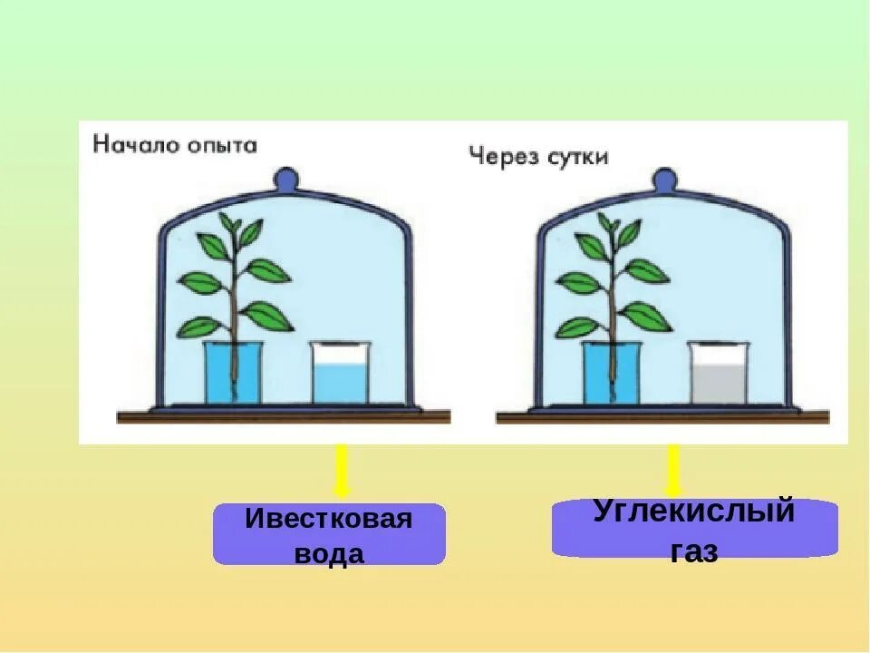 Эксперимента, доказывающего выделение растениями углекислого газа. Опыт дыхание растений. Опыт показывающий дыхание растений. Опыт дыхание растений 6 класс. Вода выделяется при фотосинтезе