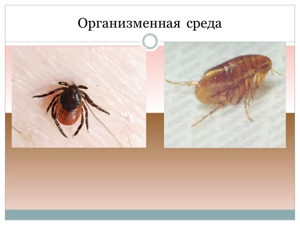 Организменная среда тест 5 класс. Организменная среда обитания. Организменная среда. Организменная среда 9 класс. Воздушно организменная среда картинки.