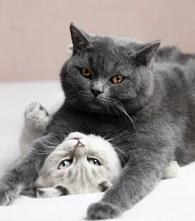Поласкать