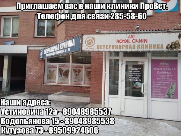 Провет красноярск. Ветклиника провет красноярск солнечный. Провет красноярск. Корвет центр ветклиника в королеве. Провет красноярск.
