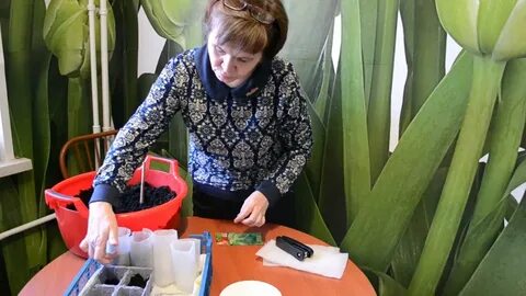 Когда сажать брокколи на рассаду в подмосковье