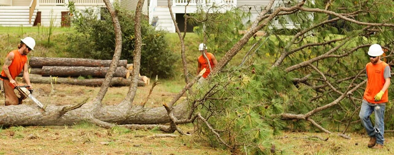 Untracked working tree file. Tree removal. emergent trees. tree removal columbia mo. struction work tree.
