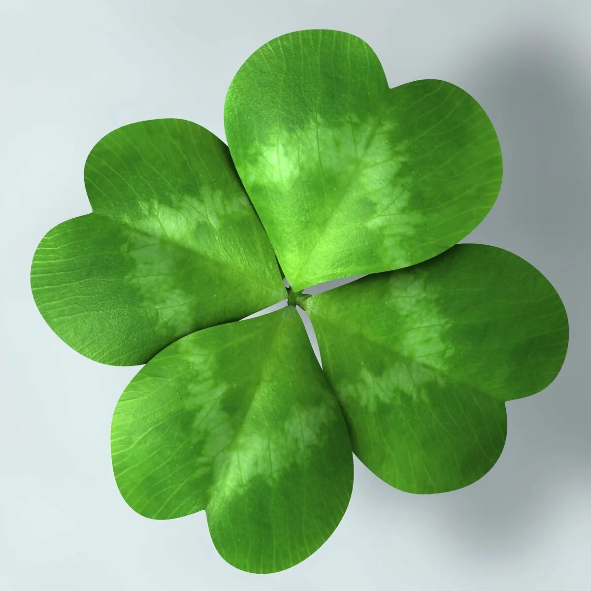 Клевер 4х листник. Четырехлистный клевер shamrock. Четырёхлистный клевер талисман. Клевер четырехлистник. Лист клевера четырехлистного.