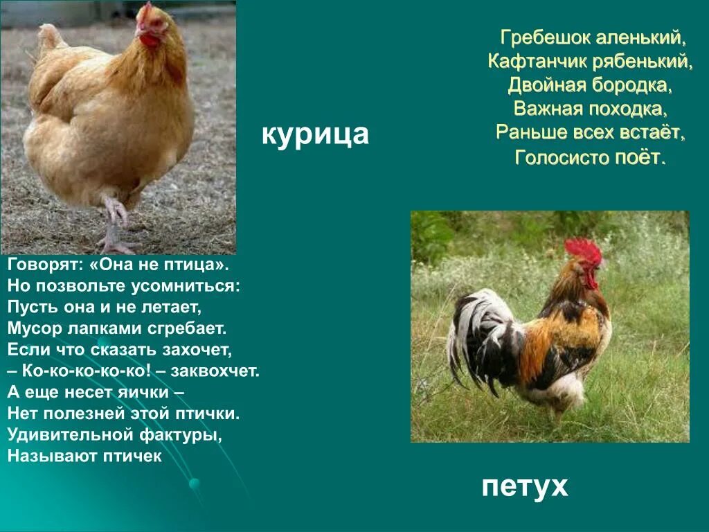Курица текст