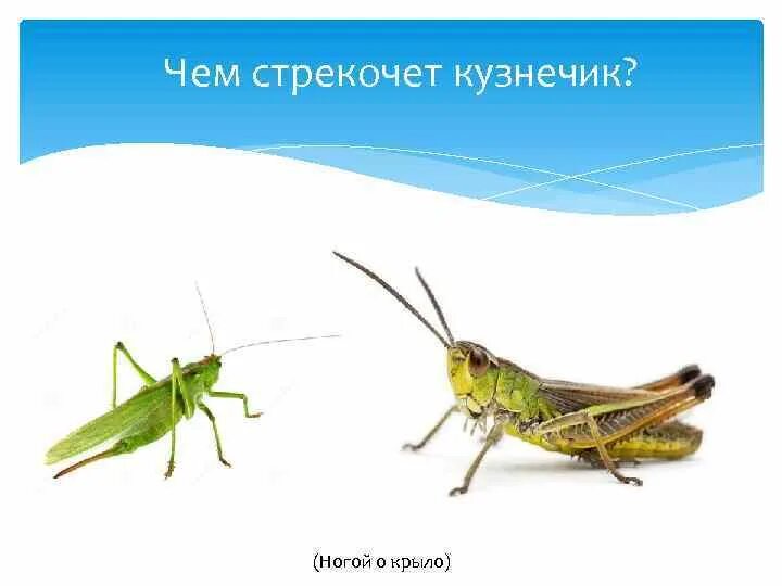 Летает стрекочет. Кузнечик. кузнечик стрекочет. как стрекочет кузнечик. строение кузнечика.