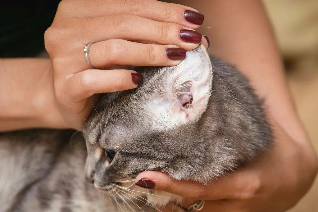 Что делать если кот чешется. Что делать если кот чешется