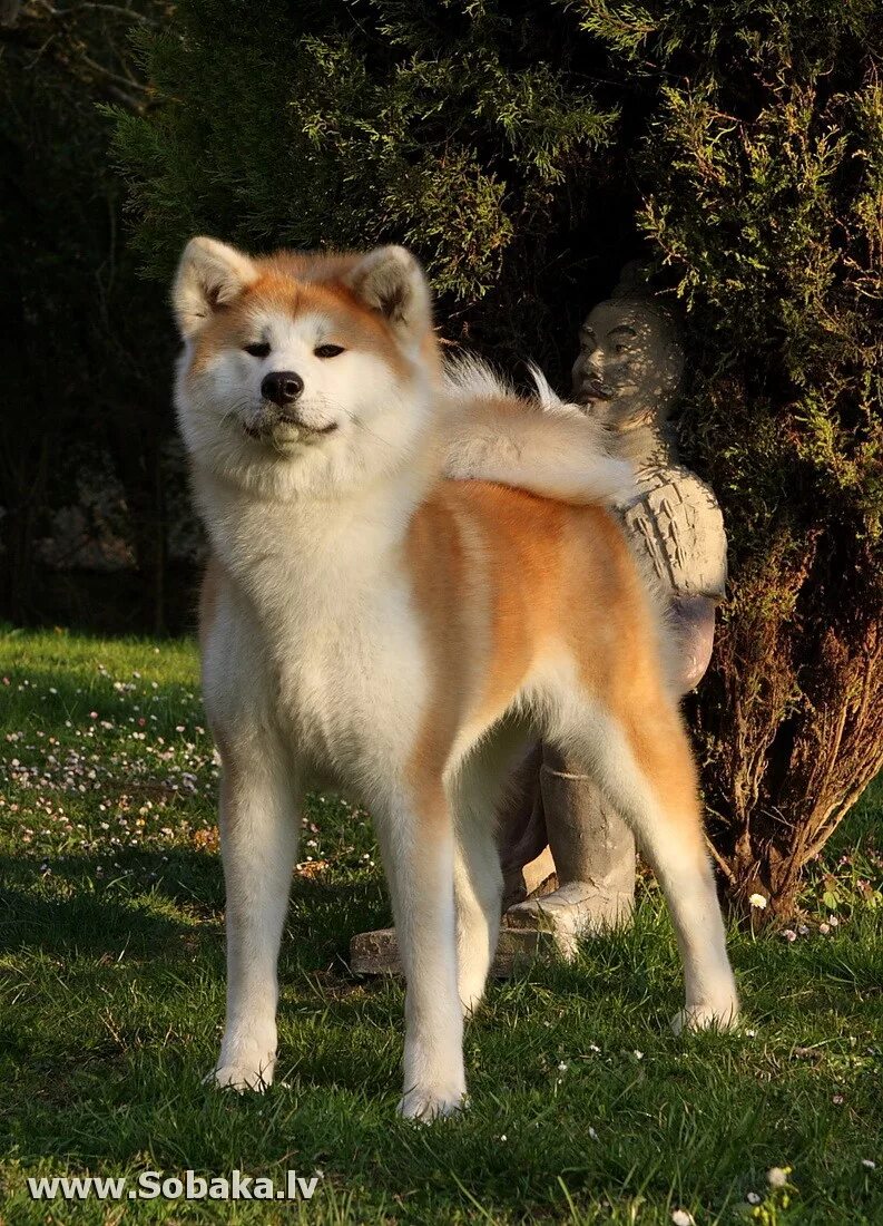 Порода собаки акито ино. Аку собаки. Акита-ину. Акита-ину. Аку собаки.