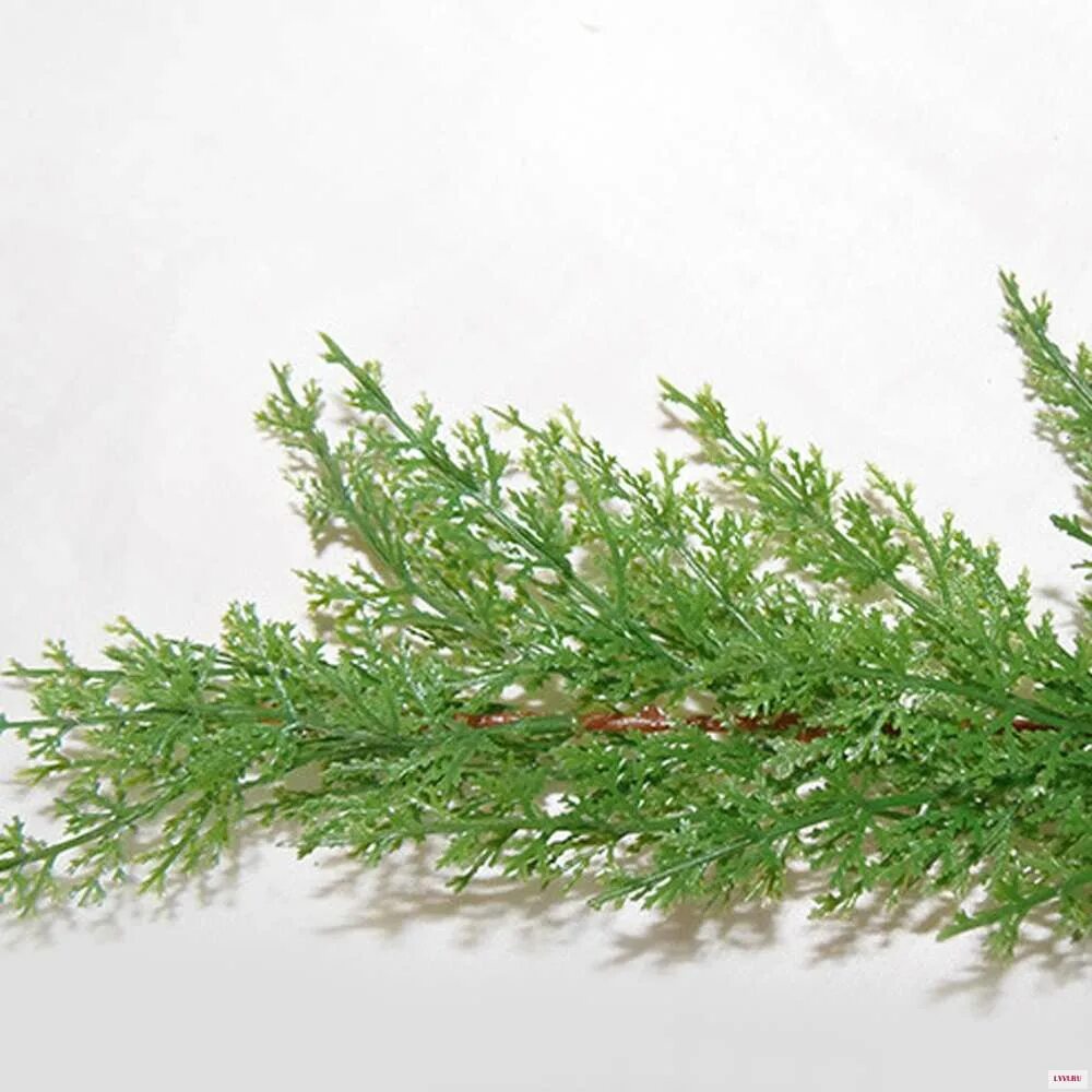 Thuja plicata. Пихта туя кипарис. Кипарисовая ветка. Кипарис вечнозеленый (cupressus sempervirens). Туя плоды.