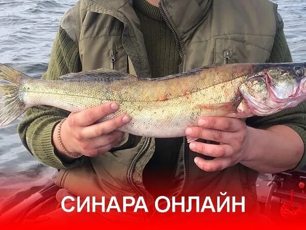 Судак на озере синара. Озеро увильды рыбалка. Озеро синара рыбалка. Озеро синара дикий пляж. Озеро синара пляж.