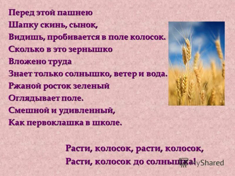 Стихотворение о хлебе для подготовительной группы. Песня расти колосок. Стихи про хлеб для детей. Стих про пшеницу. Песня расти колосок.