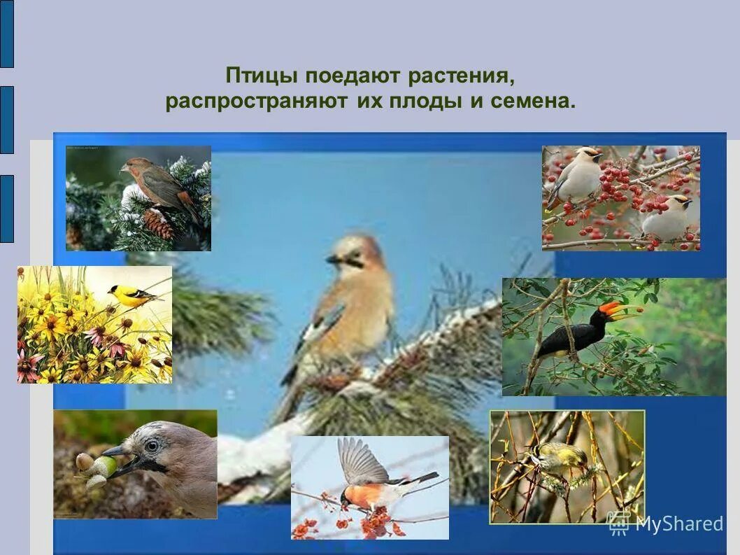 Растения распространяемые птицами. Распространение семян животными примеры. Распространение семян растений животными. Птицы питающиеся иргой. Растения распространяемые птицами.