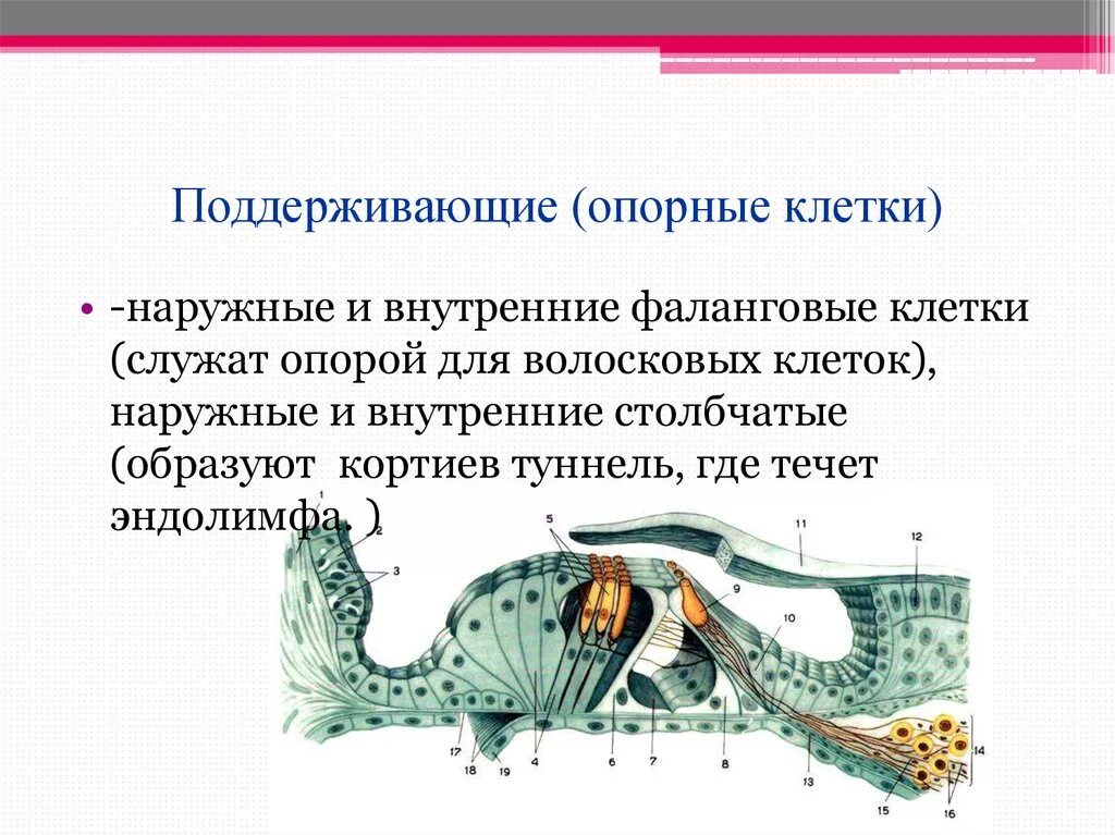 Поддерживающие клетки. Наружные и внутренние фаланговые клетки. опорные клетки. внутренние поддерживающие клетки. наружная опорные клетки.