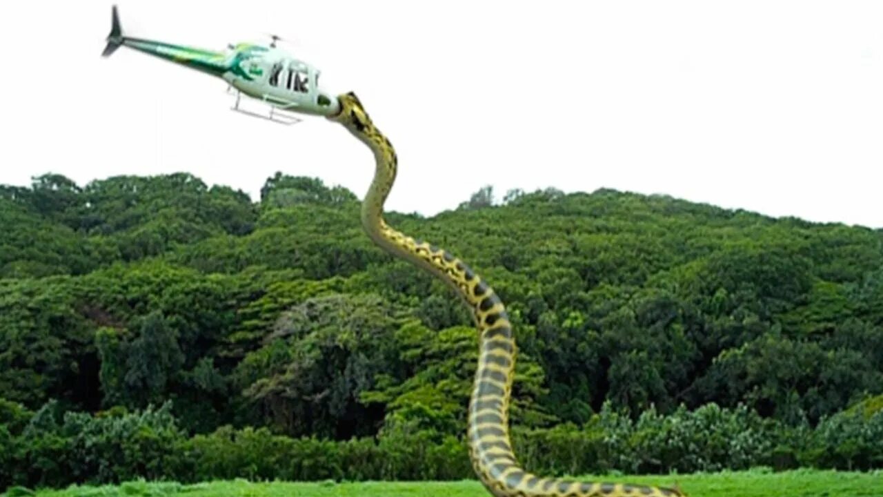 ТИТАНОБОА змея монстр. Анаконда большая. Самая большая змея в мире Анаконда.