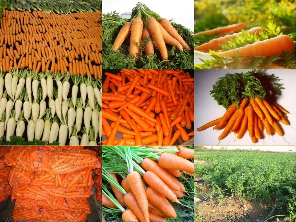 Сколько лет морковь про. Морковь. Морковку и разные овощи. Полезные свойства моркови. Чем полезна морковь.