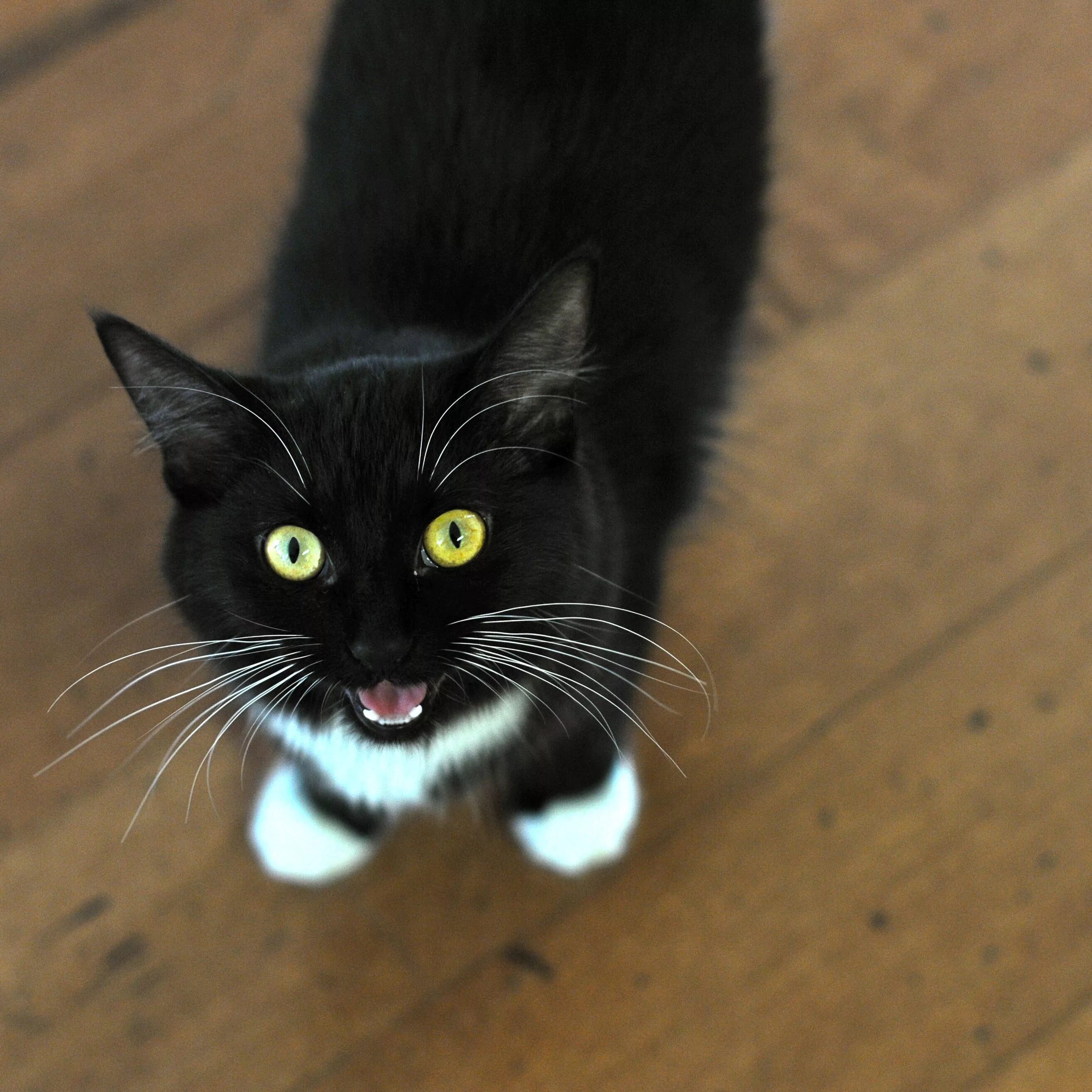 Cat doesn t