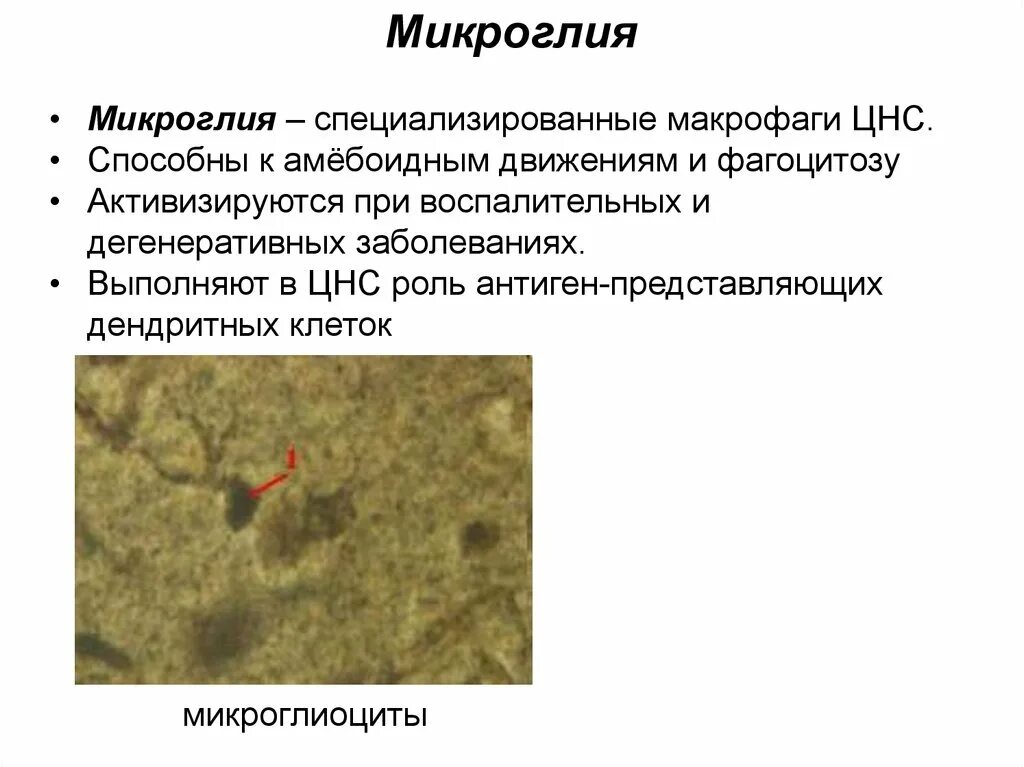 Макрофаги микроглии. Клетки микроглии функции. Амебоидная микроглия. Строение микроглии. Может осуществлять фагоцитоз способен к амебоидному движению