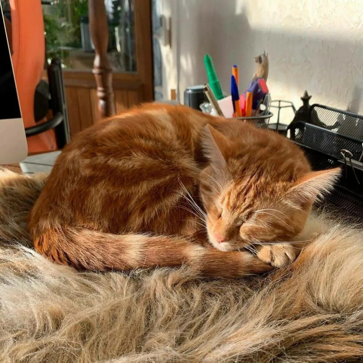 Симбочкa пимбочкa. Котик симбочка. Котик симбочка. Тиктокер симбочка. Симба пимпочка.