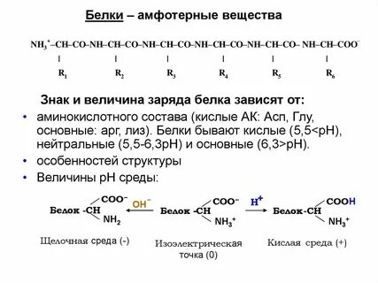 Кислые и основные белки