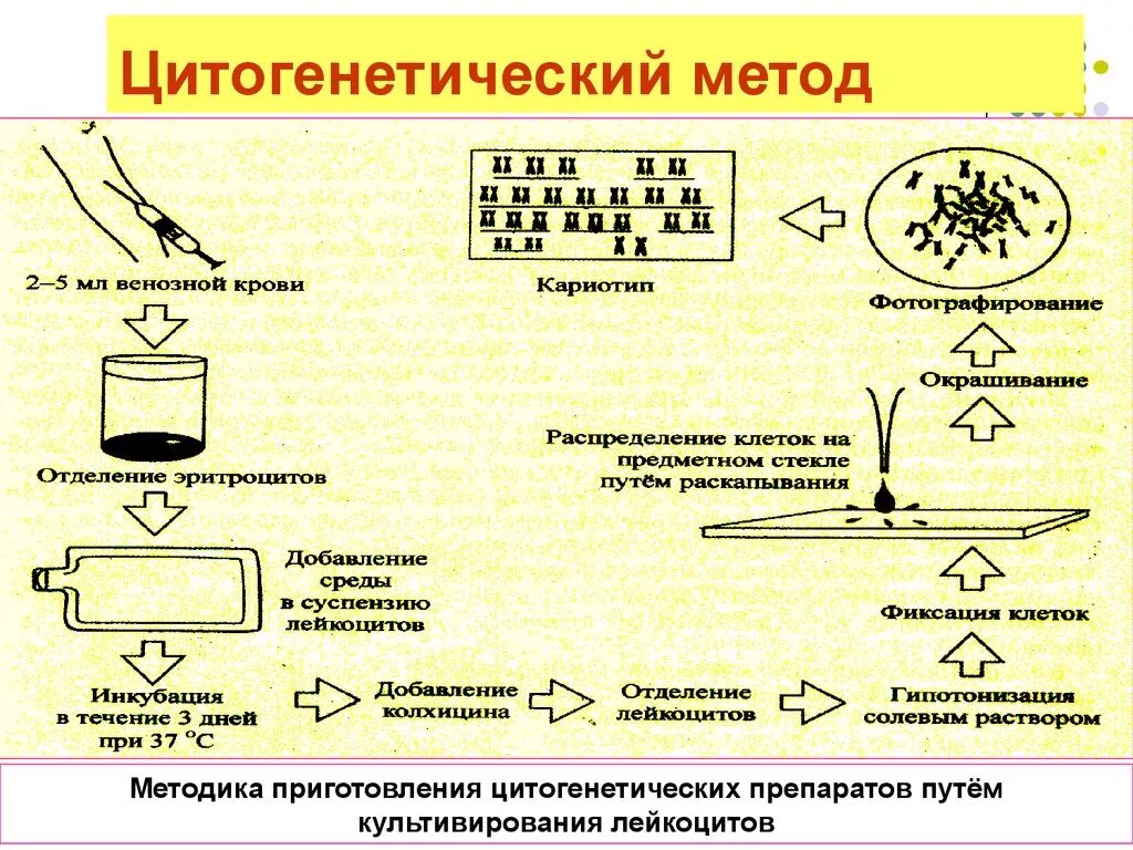 Какие методы используют для цитогенетического исследования. Цитогенетический метод способ исследования. Цитогенетический метод исследования позволяет выявить. Последовательность проведения цитогенетического исследования. Цитогенетический методто.