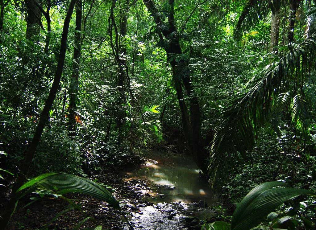 На каком материке расположен дождевой лес сельва. Сельва Гайана. Тропические дождевые леса Амазонии. Джунгли Юкатана. Сельва Юкатана.