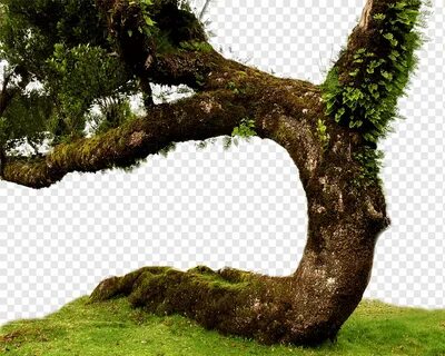 Open tree
